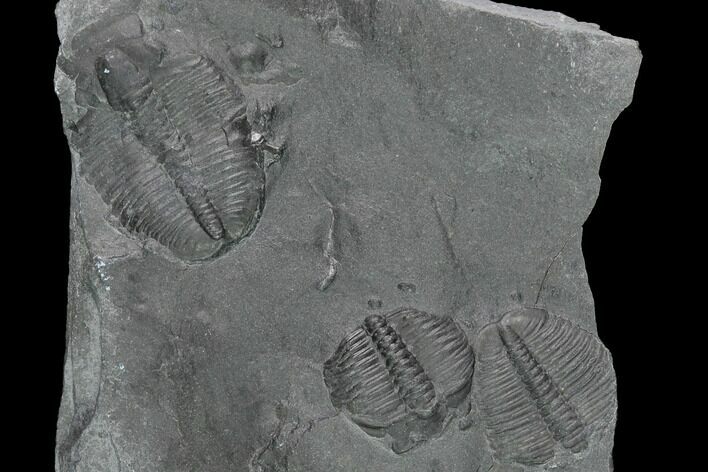 Elrathia Trilobite Molt Fossil - House Range - Utah #138798